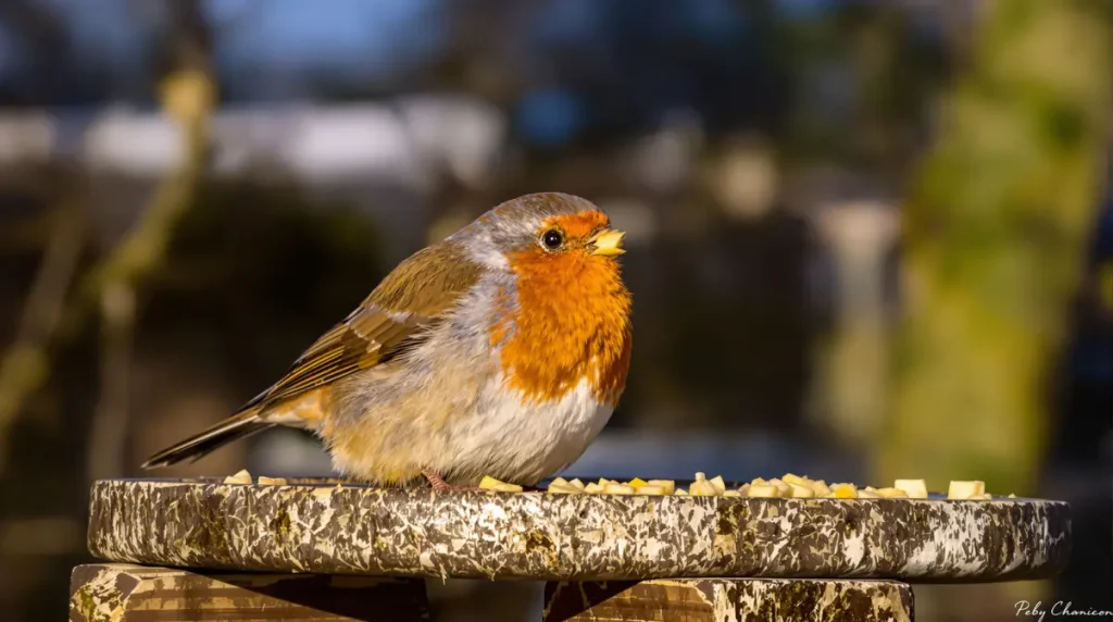 Rouges-gorges au jardin : ce soir, sortez dehors cet aliment de base à 3 centimes, que presque tous les jardiniers oublient